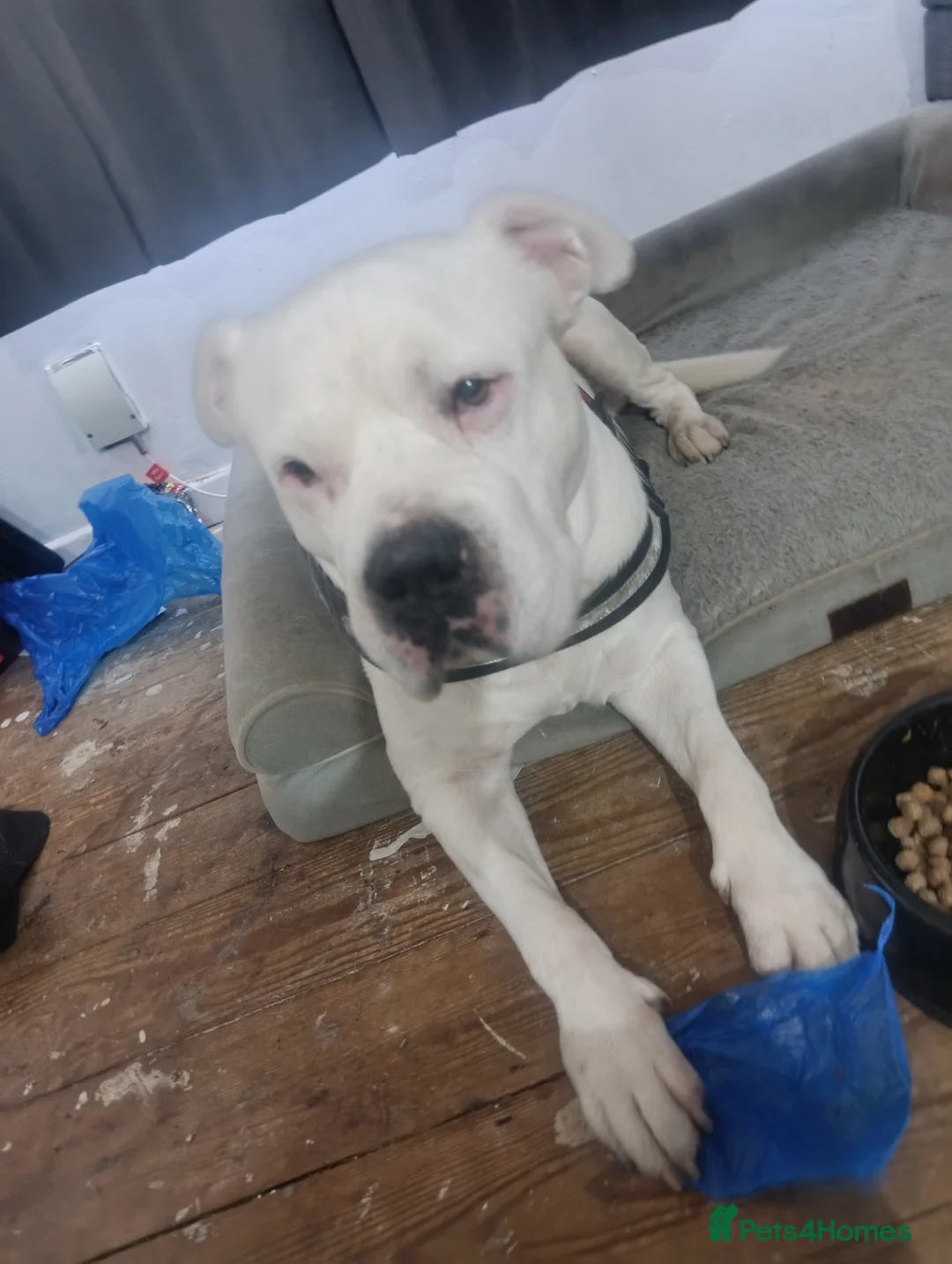 Staffordshire Bull Terrier dogs for sale: Staffordshire bull terrier  - Advert 2