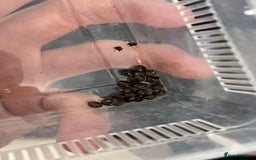 Stick Insects invertebrates for sale: Extatosoma tiaratum EGGS x 10 - Image 3