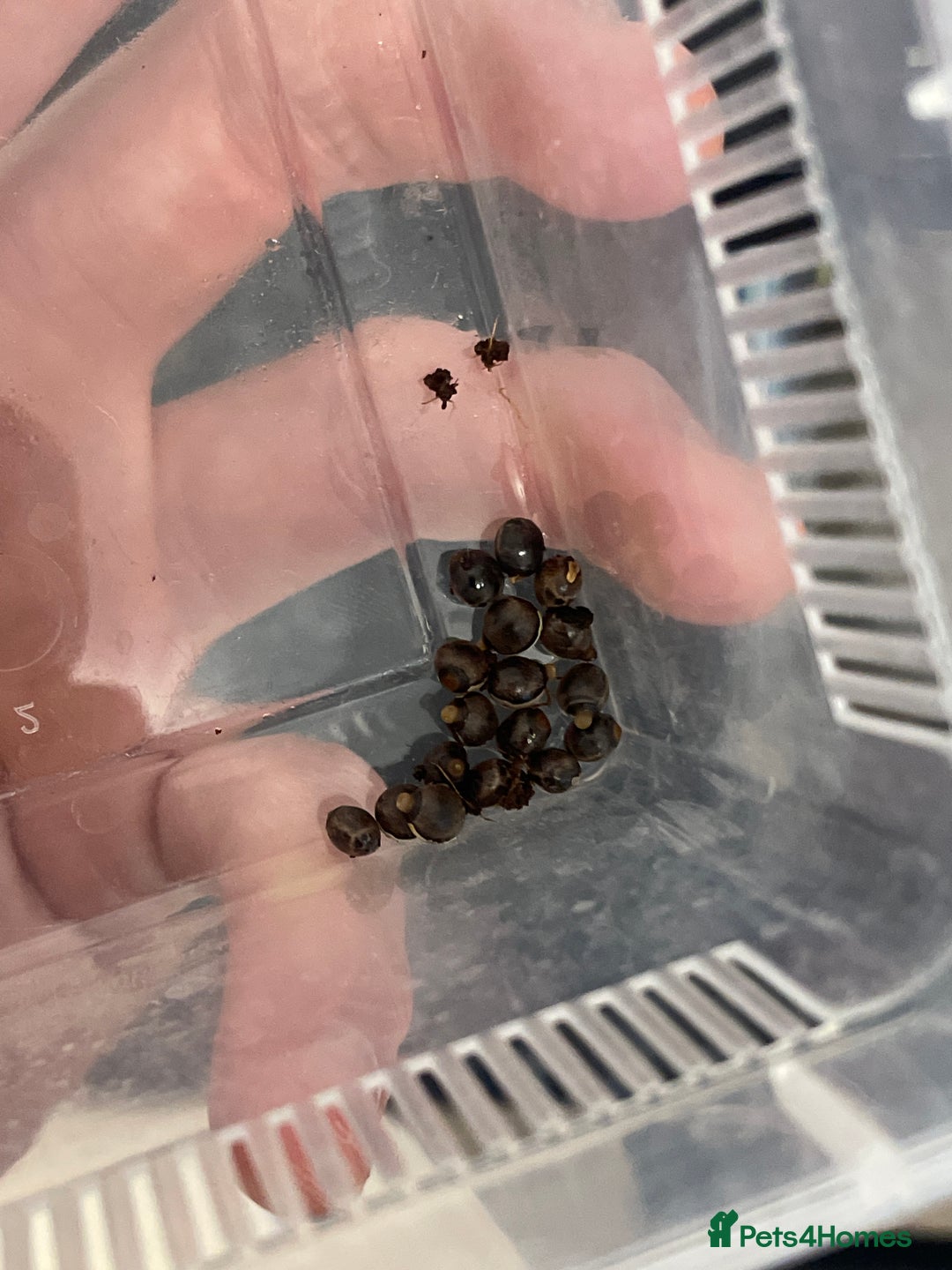 Stick Insects invertebrates for sale: Extatosoma tiaratum EGGS x 10 - Image 3