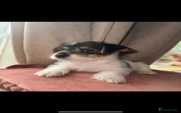 Jack Russell dogs for sale: last little girl - Image 4
