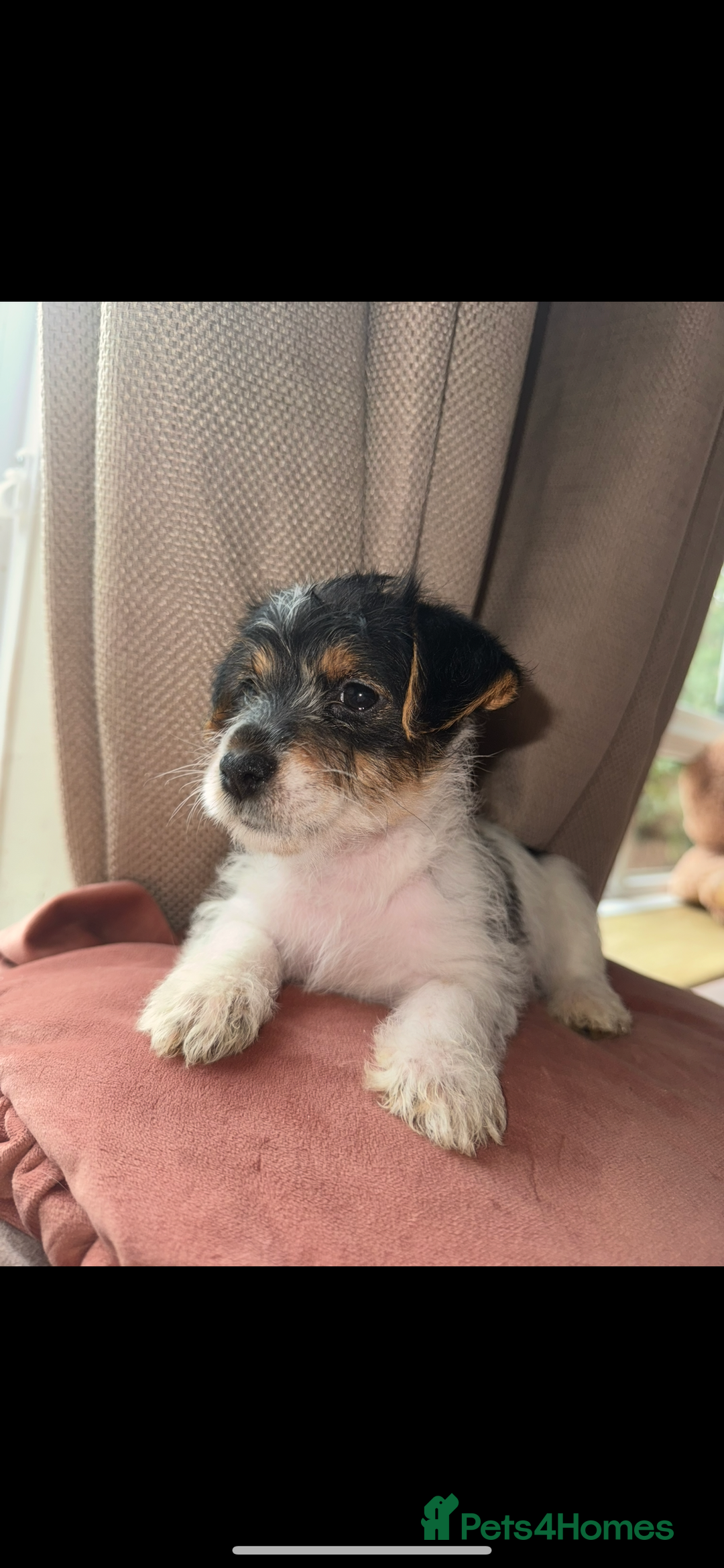 Jack Russell dogs for sale: last little girl - Image 4