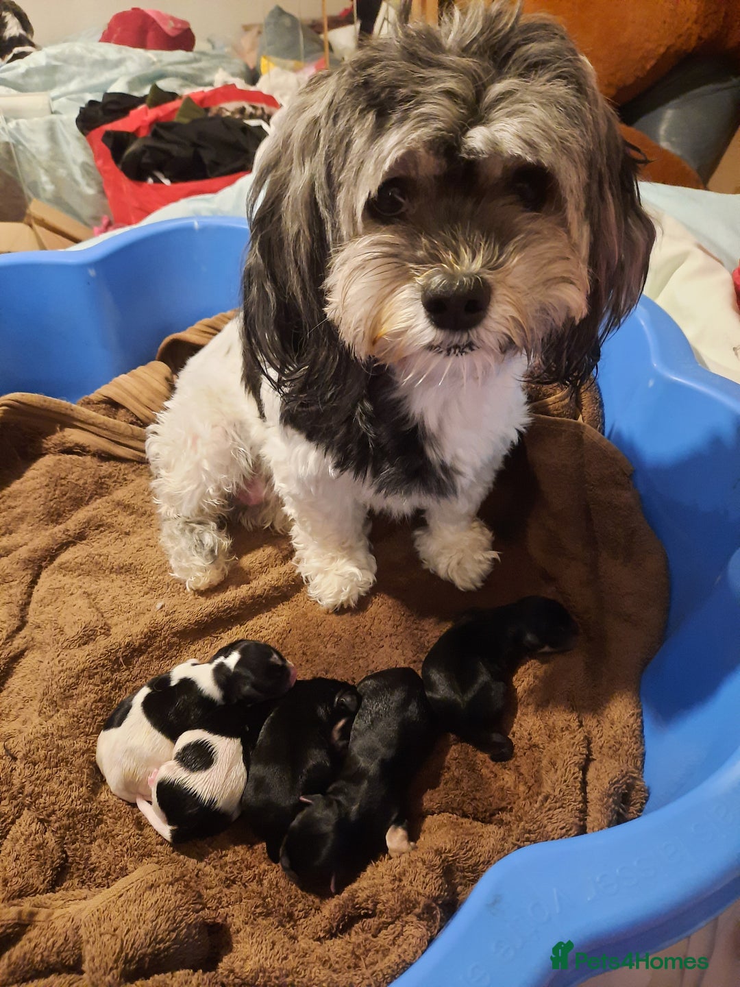 Lhasa Apso dogs for sale: Rare 5* Kyi-Leo Puppies ready for loving homes NOW - Image 3