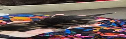 Mixed Breed cats for sale: 3 beautiful long hair kittens - Advert 9