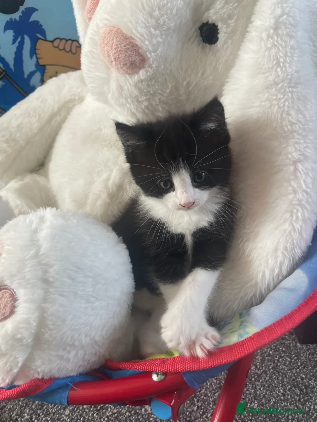 Mixed Breed cats for sale: Beautiful kittens for sale in Castleford - Advert 6
