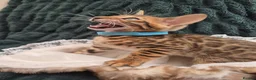 Bengal cats for sale: TICA Registered Bengal Kittens - Advert 16