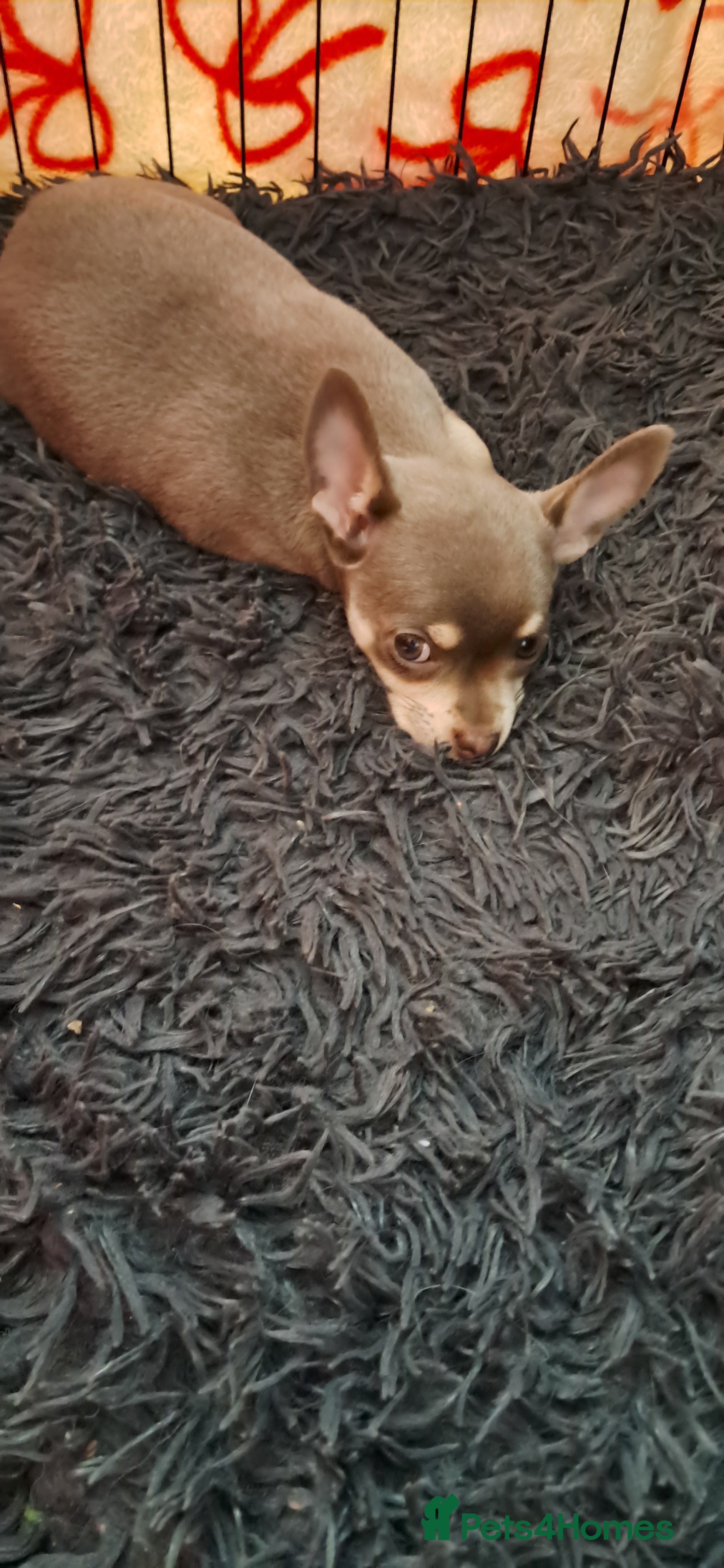 Mixed Breed dogs Three Tiny babies - Advert 2