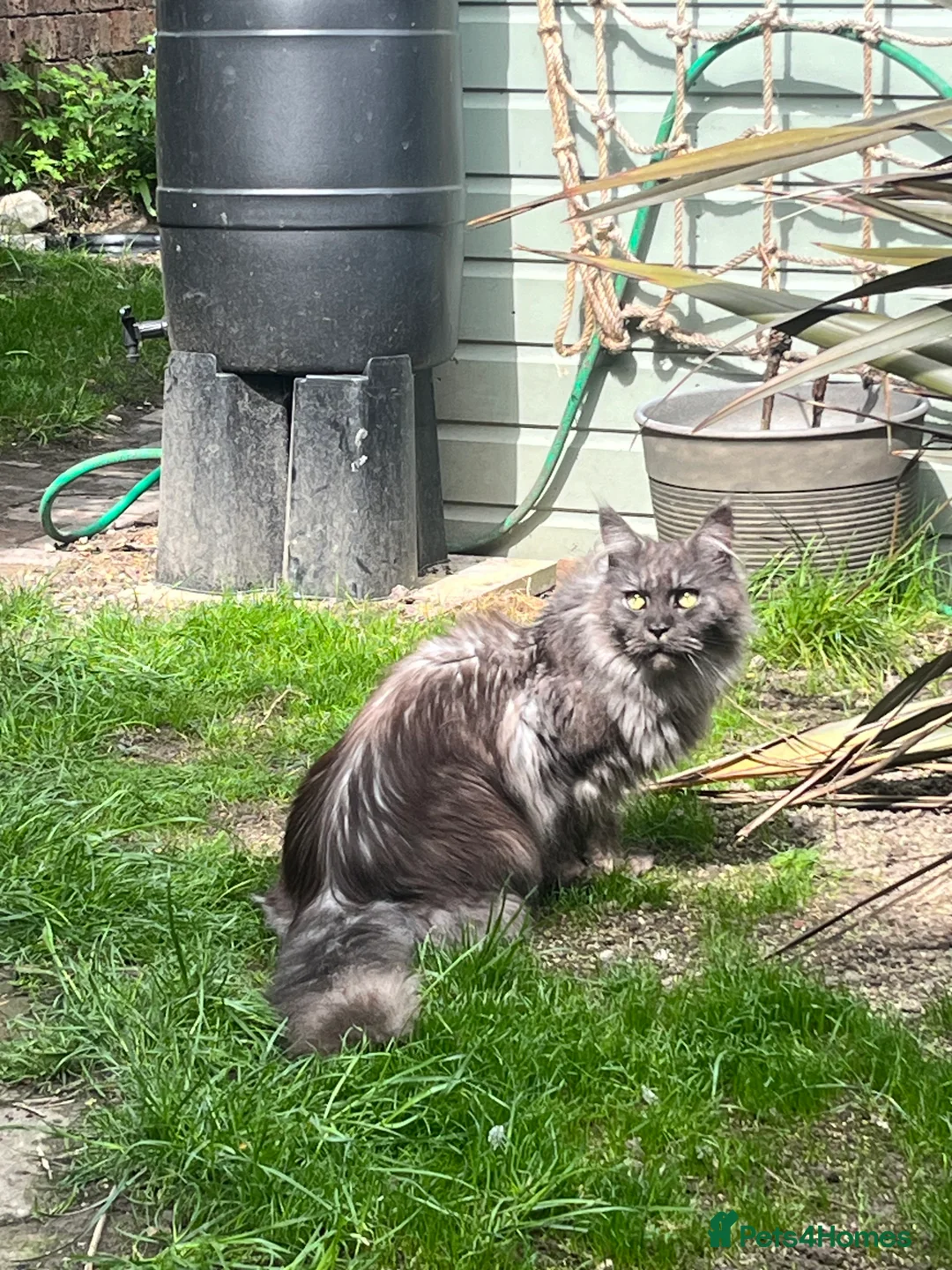 Maine Coon cats for sale: Maine Coon pair male & female 3 & 5 years old - Advert 7