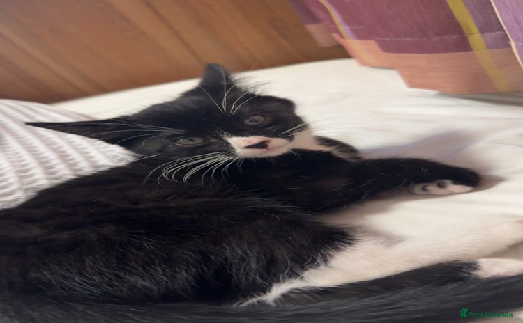 Mixed Breed cats - Advert 1