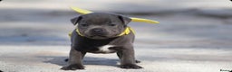 Staffordshire Bull Terrier dogs for stud: 📣THE 🔝 PRODUCING BLACK BLUE GENE CHAMPION IN UK  in Faversham - Advert 9