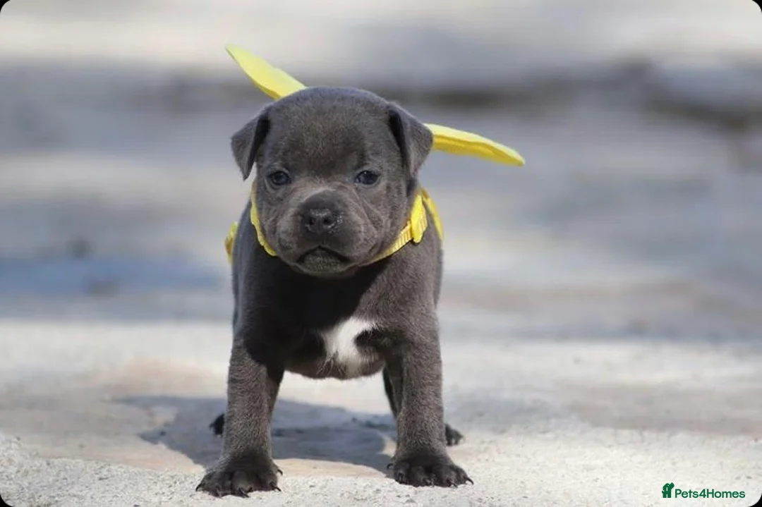 Staffordshire Bull Terrier dogs for stud: 📣THE 🔝 PRODUCING BLACK BLUE GENE CHAMPION IN UK  in Faversham - Advert 9