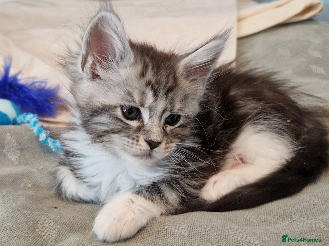 Maine Coon cats for sale: Stunning maine coon kittens - Image 5