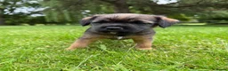 Border Terrier dogs for sale: KC Border Terriers  in Doncaster - Advert 5