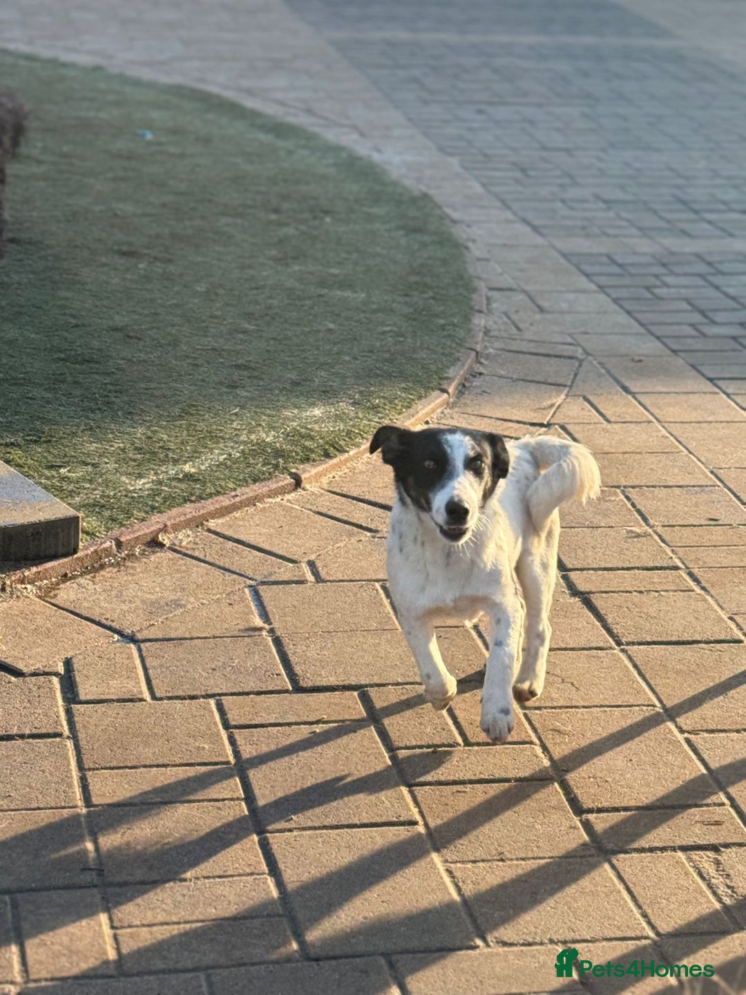 Mixed Breed dogs for adoption: Gorgeous little Andor looking for love - Advert 21