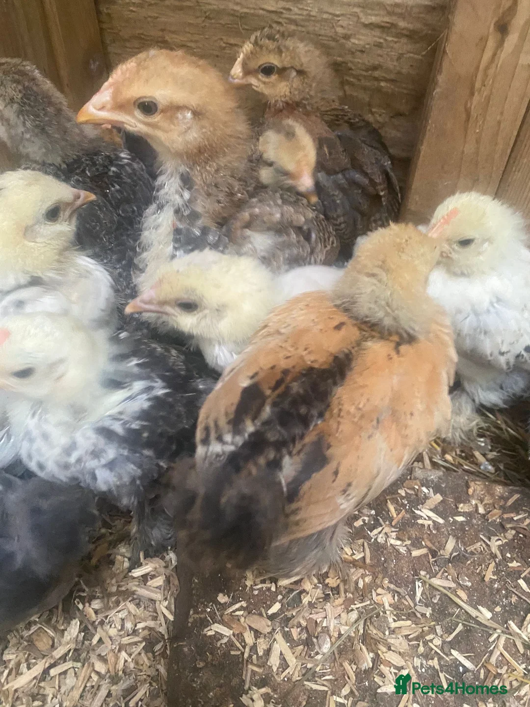 Chickens poultry for sale: Chickens and chicks read description - Advert 10