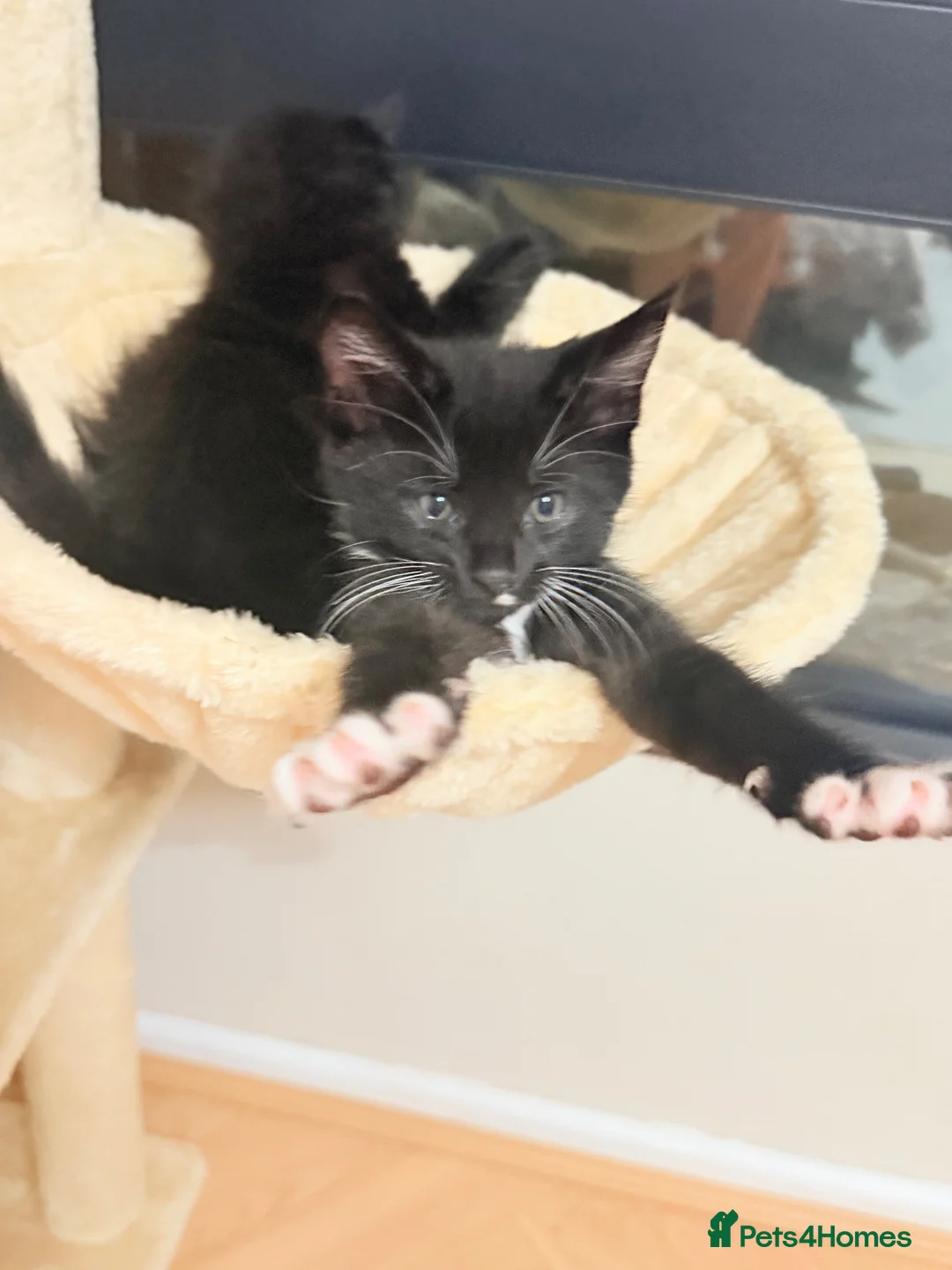 Maine Coon cats for sale: Maine coon cross kittens  - Advert 1