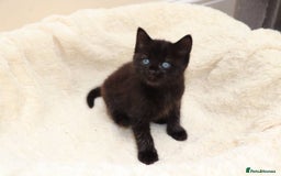 Mixed Breed cats for sale: Adorable Kittens Ready SOON - Image 7