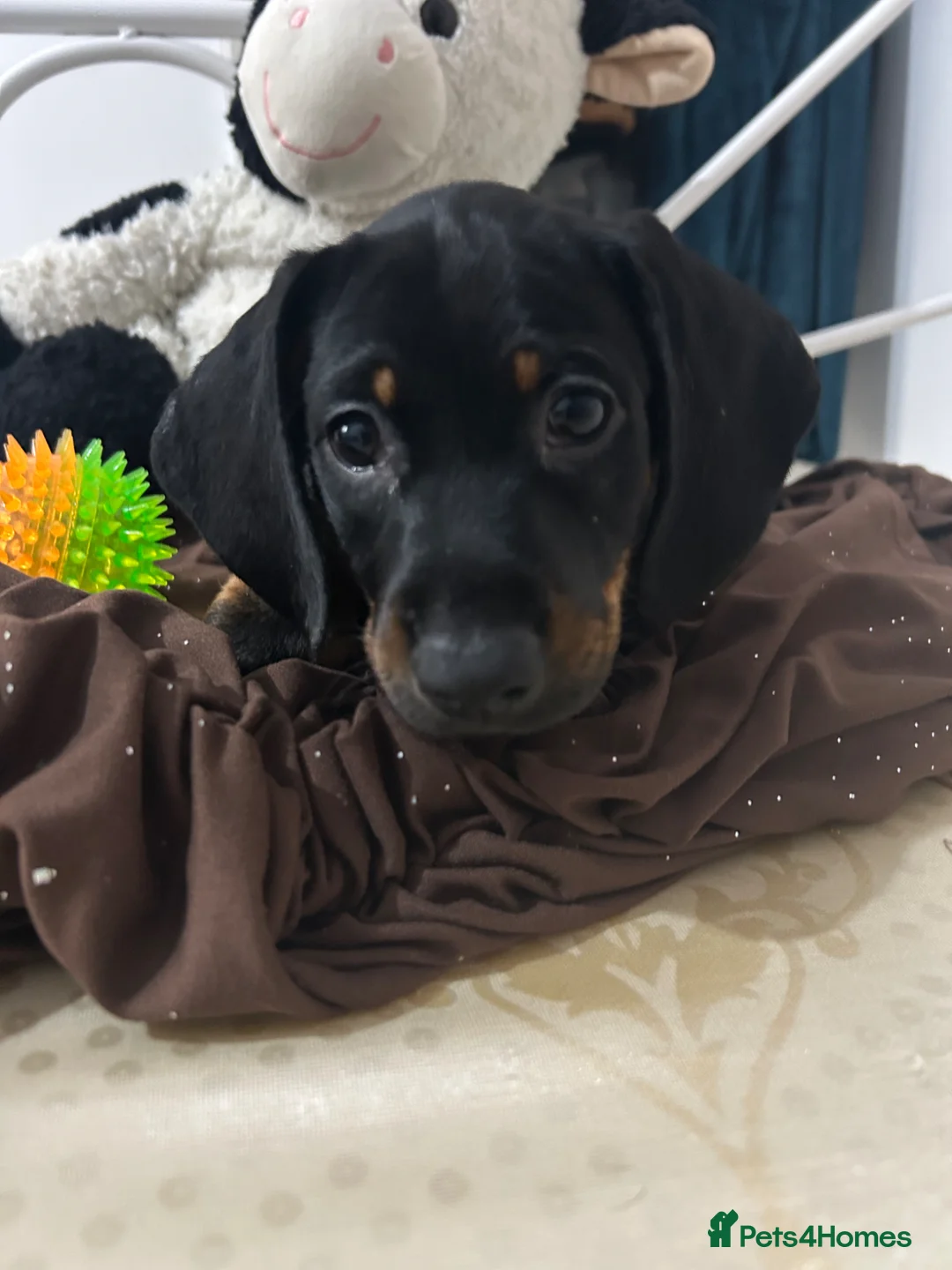 Dachshund dogs for sale:     Adorable Puppy Looking for a Loving Home - Advert 2