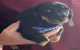 Miniature Dachshund dogs for sale: Beautiful Litter mini Dachshunds - Image 5