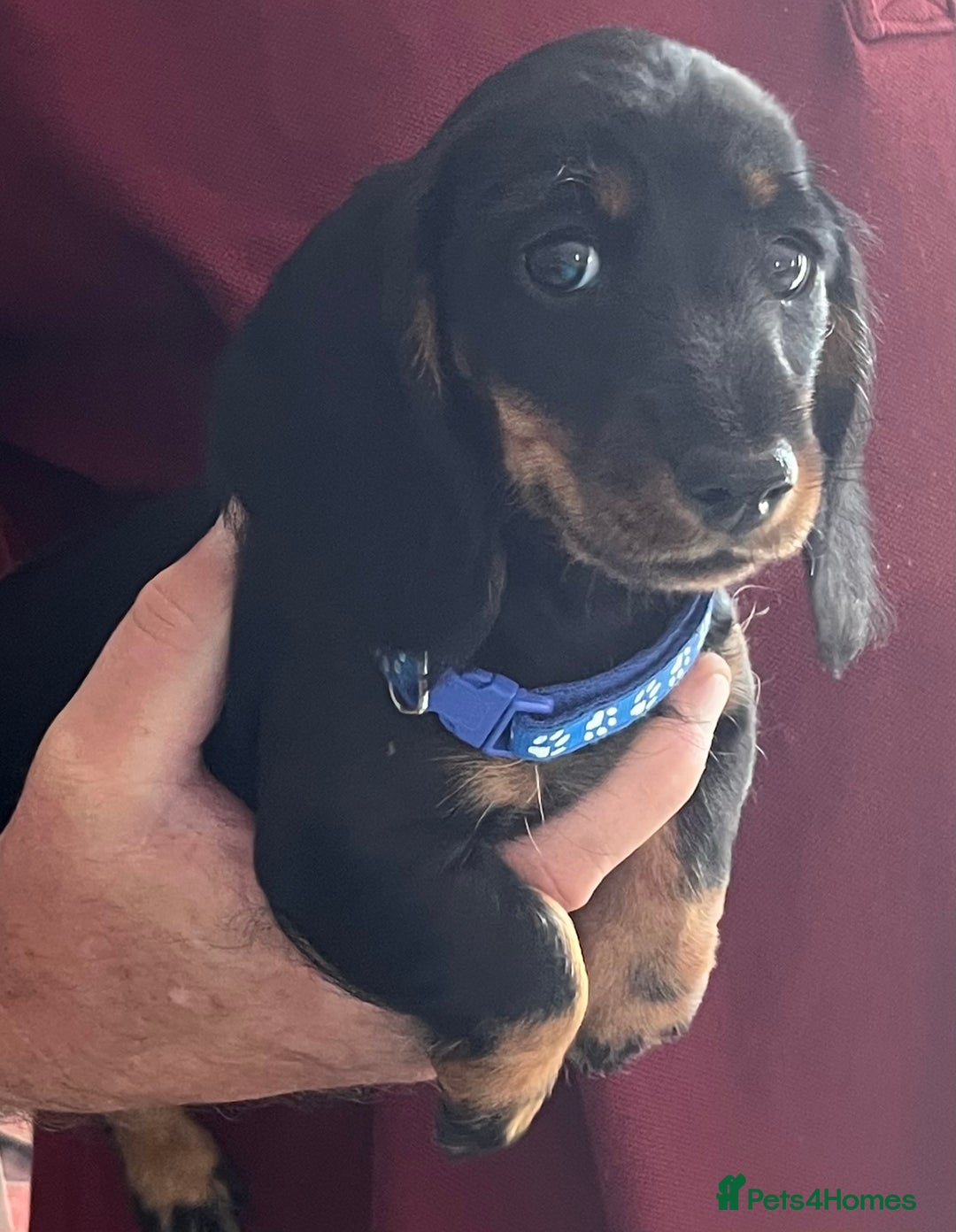 Miniature Dachshund dogs for sale: Beautiful Litter mini Dachshunds - Image 5