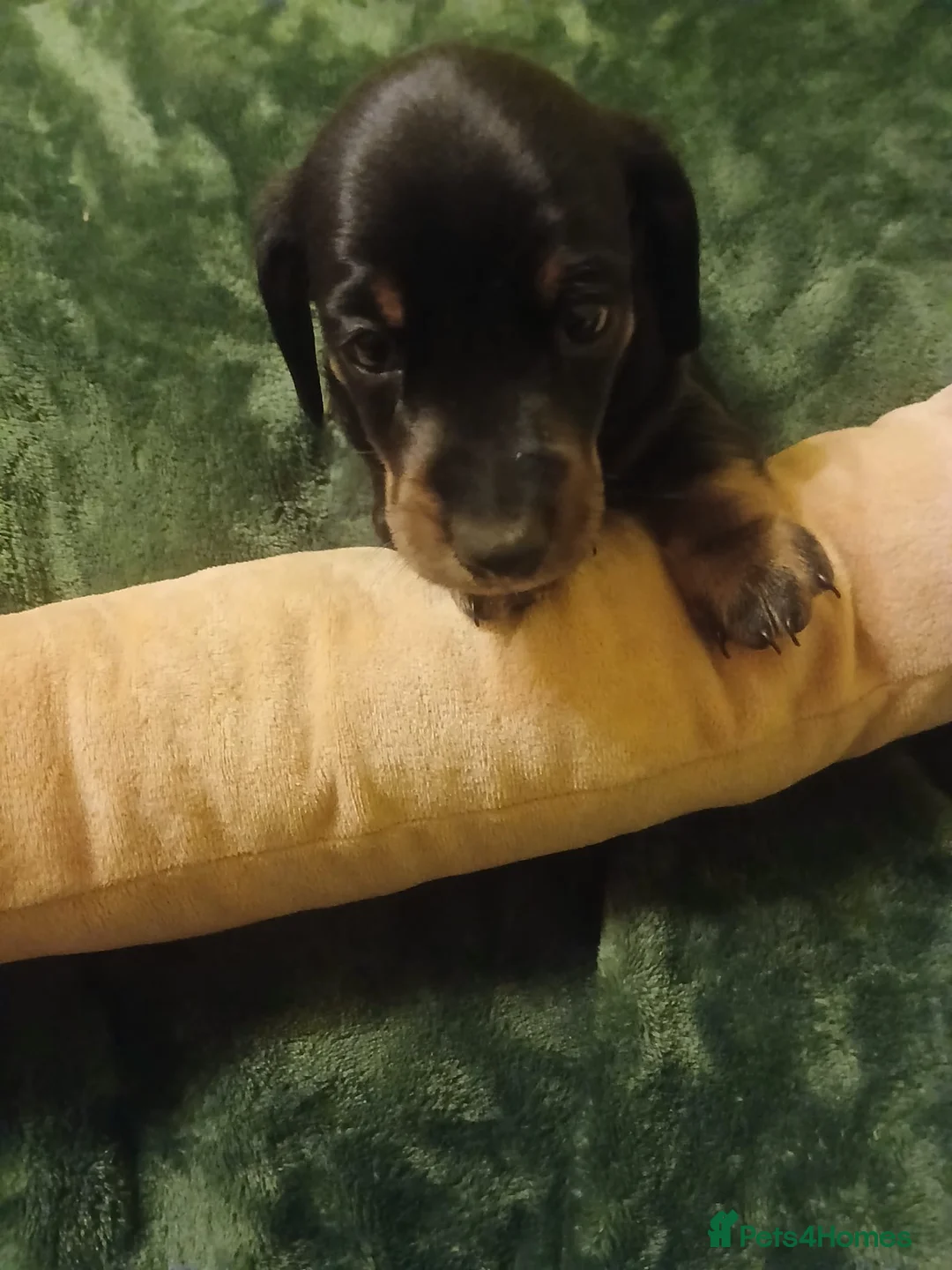 Dachshund dogs for stud: Beautiful long hair Dachshund male for stud - Advert 6