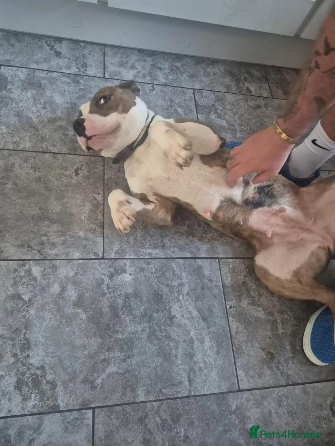 Mixed Breed dogs for sale: English bull terrier x staffordshire bull terrier  in Ebbw Vale - Advert 3