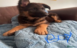 German Shepherd dogs for sale: German Shepherd pups KCRegistered/hip&elbow scored - Image 26