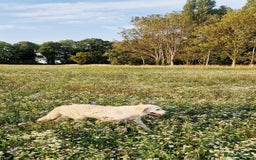 Golden Retriever dogs for sale: Newmiller Retrievers Upcoming Litter Announcement  - Image 9