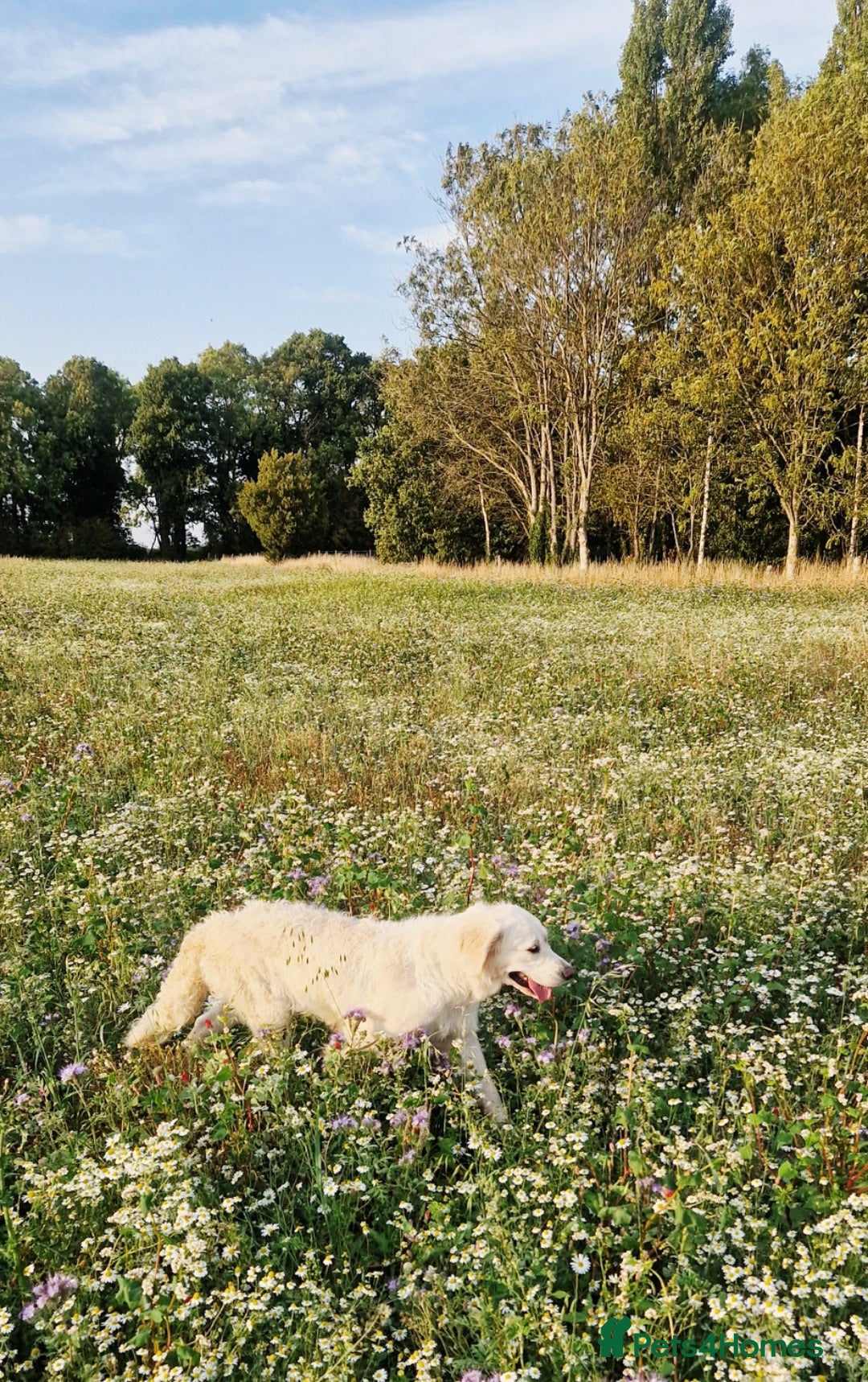Golden Retriever dogs for sale: Newmiller Retrievers Upcoming Litter Announcement  - Image 9
