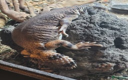 Lizard reptiles for sale: Uromastyx thomasi female  - Image 7