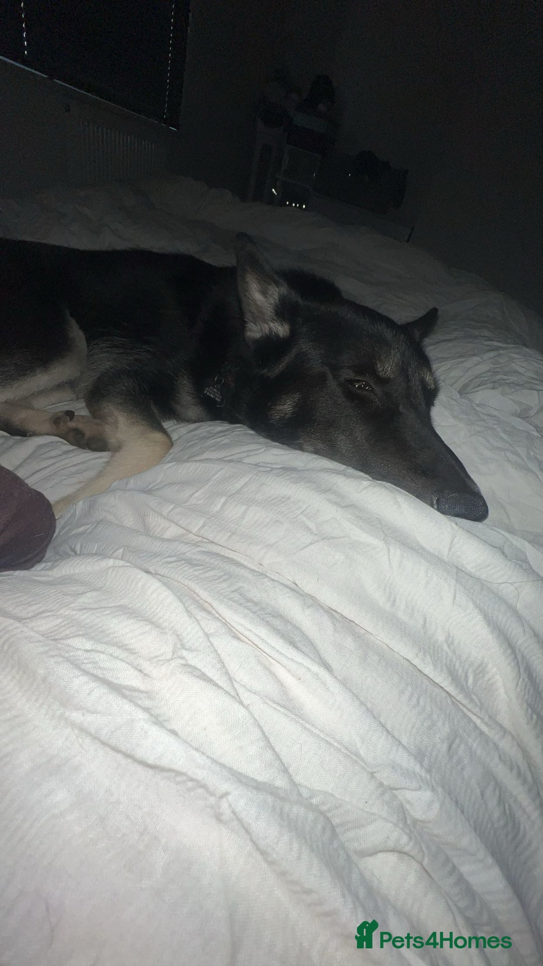 Shepsky dogs for sale: Male Shepsky For Sale - Image 6