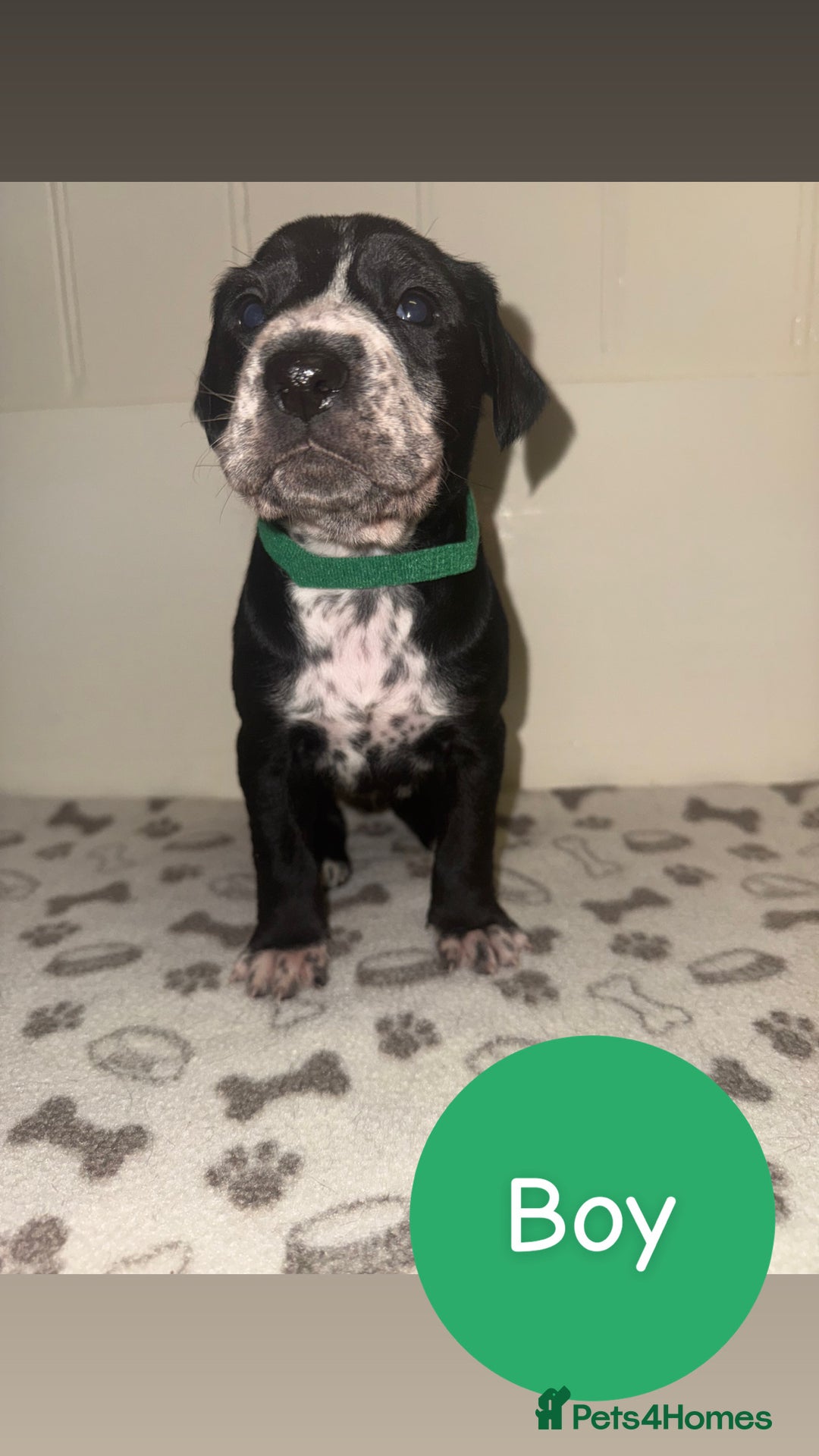 Mixed Breed dogs for sale: Dalmatian X Cocker spaniel - Advert 11