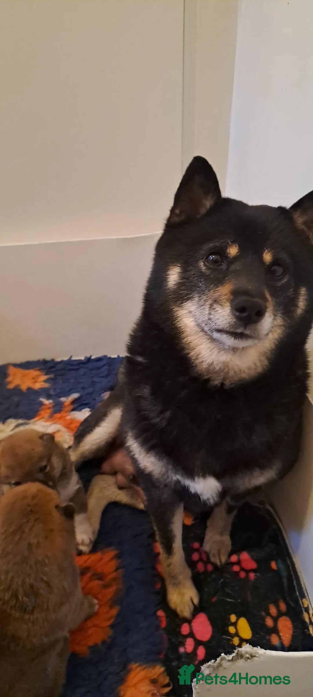 Japanese Shiba Inu dogs for sale: 🐶Kc reg beautiful puppies. ❤️ - Advert 10