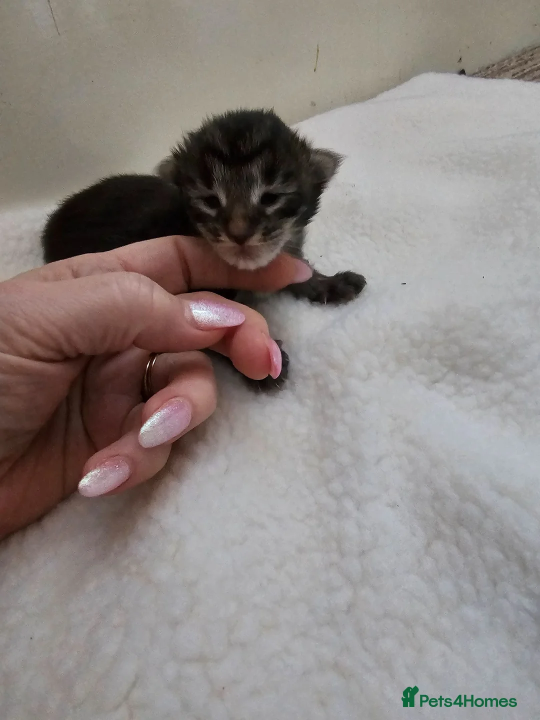 Maine Coon cats for sale: Beautiful Female Maine coon cross  - Advert 11