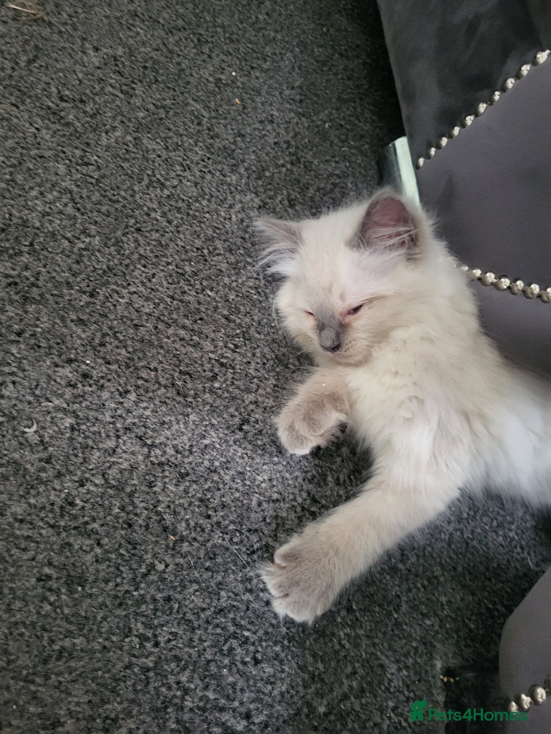 Ragdoll cats for sale: 5 beautiful ragdoll kittens - Image 2