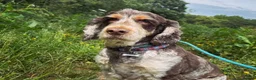 Cocker Spaniel dogs for sale: Frank – 6-Year-Old Cocker Spaniel - Advert 1