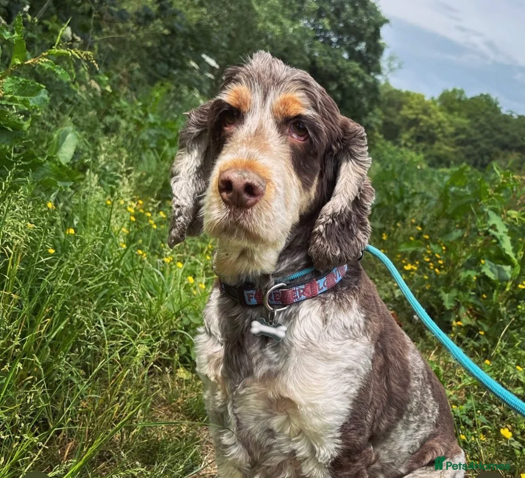 Cocker Spaniel dogs for sale: Frank – 6-Year-Old Cocker Spaniel - Advert 1