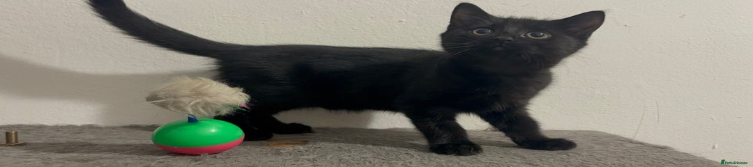 Mixed Breed Kitten 3