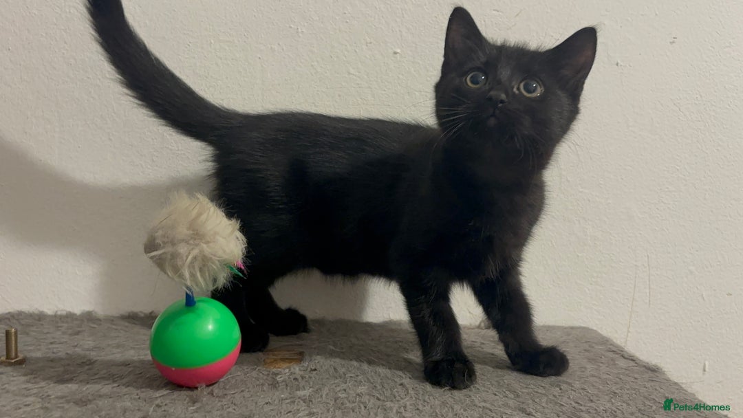 Mixed Breed cats for sale: 4 gorgeous kittens available now  - Image 5