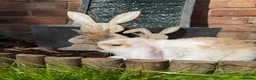 Mini Lop rabbits for sale: Minilops Males  - Advert 3