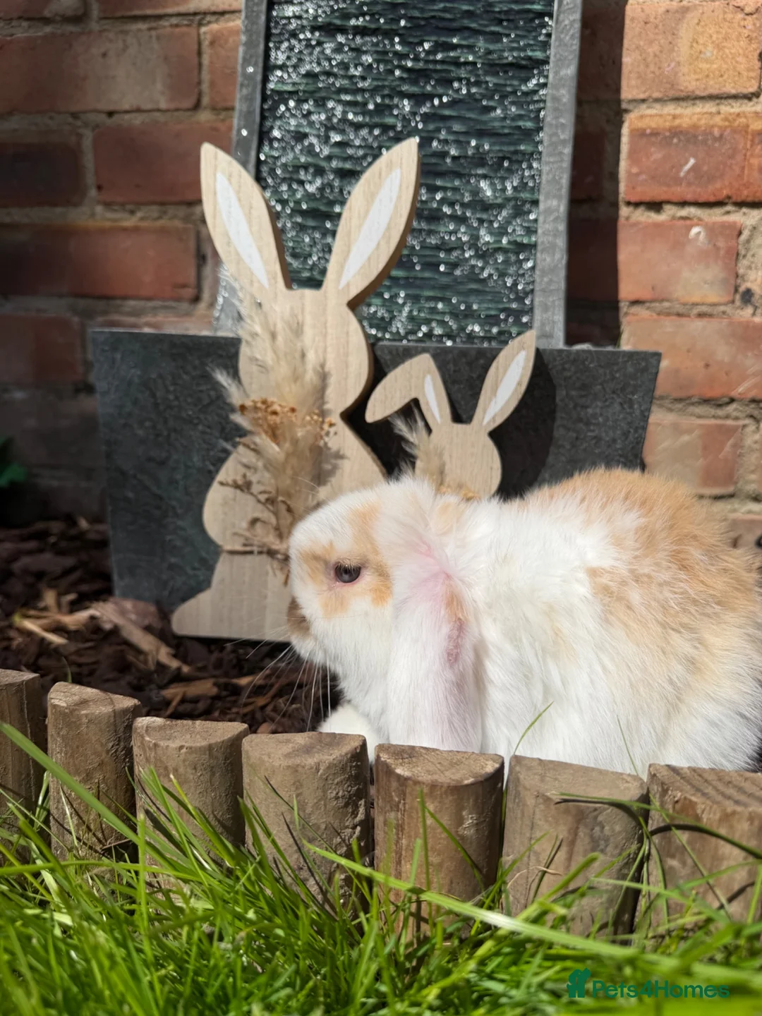 Mini Lop rabbits for sale: Minilops Males  - Advert 3
