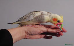 Cockatiels birds for sale: Hand reared silly tame DNA sexed baby cockatiels  - Image 31