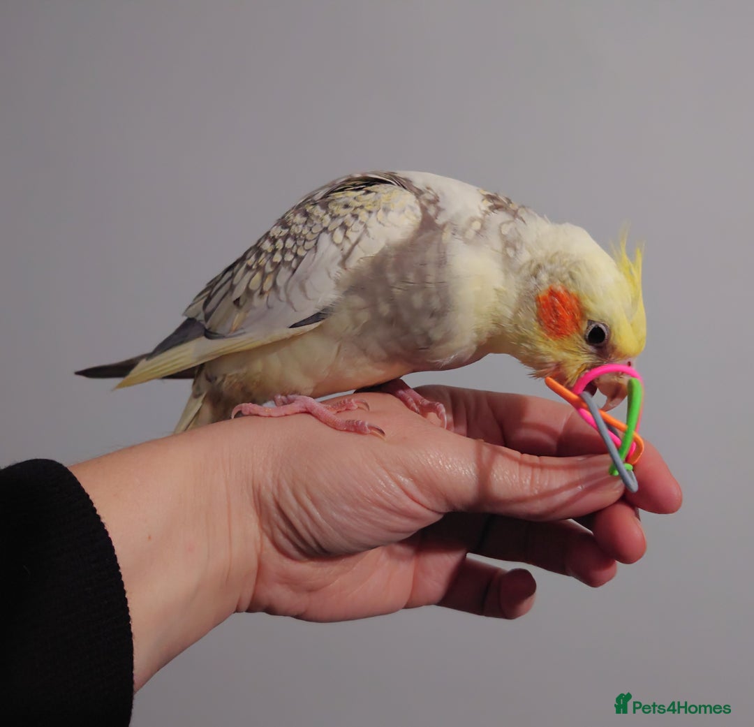 Cockatiels birds for sale: Hand reared silly tame DNA sexed baby cockatiels  - Image 31
