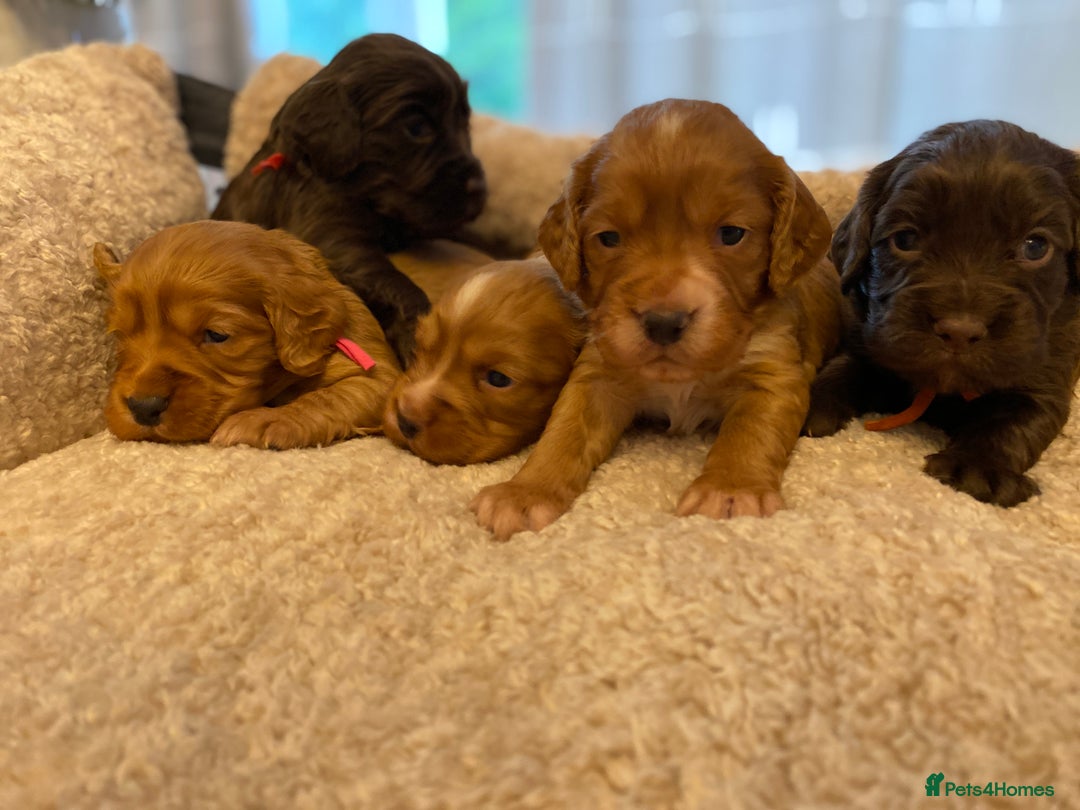 Cocker Spaniel dogs for sale: KC Working Cocker Spaniel Puppies  - Advert 2