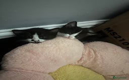 Mixed Breed cats for sale: 2 Beautiful girls for sale  - Image 1