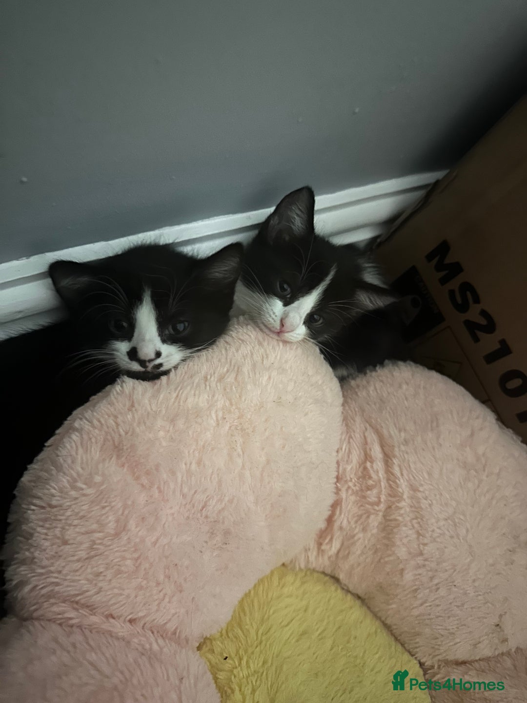 Mixed Breed cats for sale: 2 Beautiful girls for sale  - Image 1