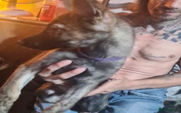 German Shepherd dogs for sale: German sheperd puppies in Rotherham - Image 4