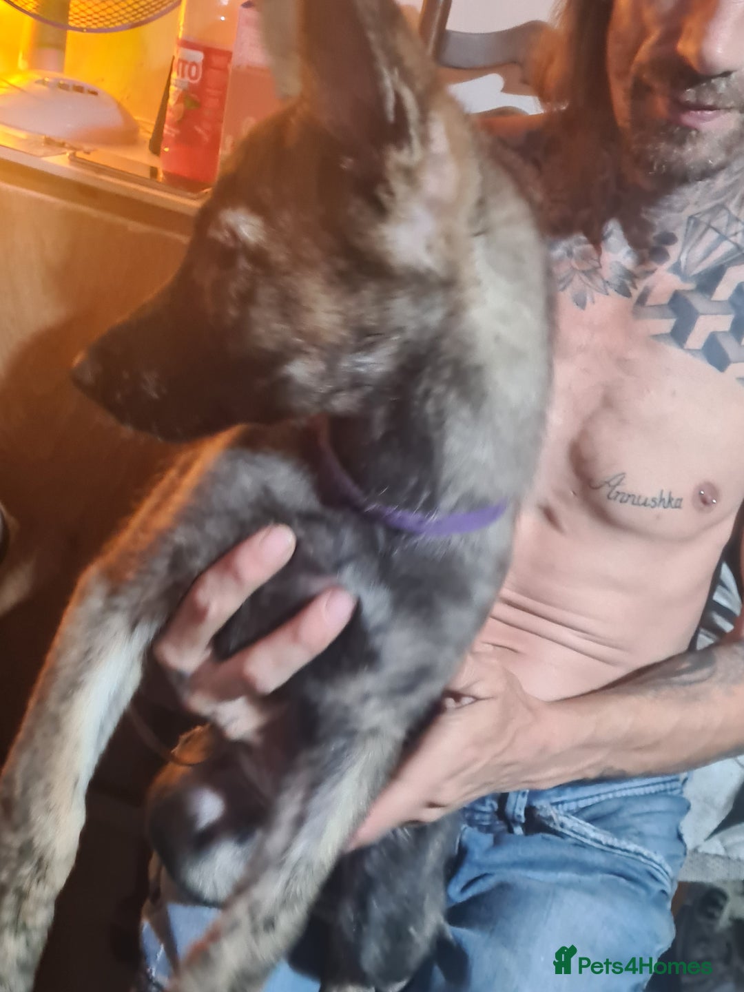 German Shepherd dogs for sale: German sheperd puppies in Rotherham - Image 4