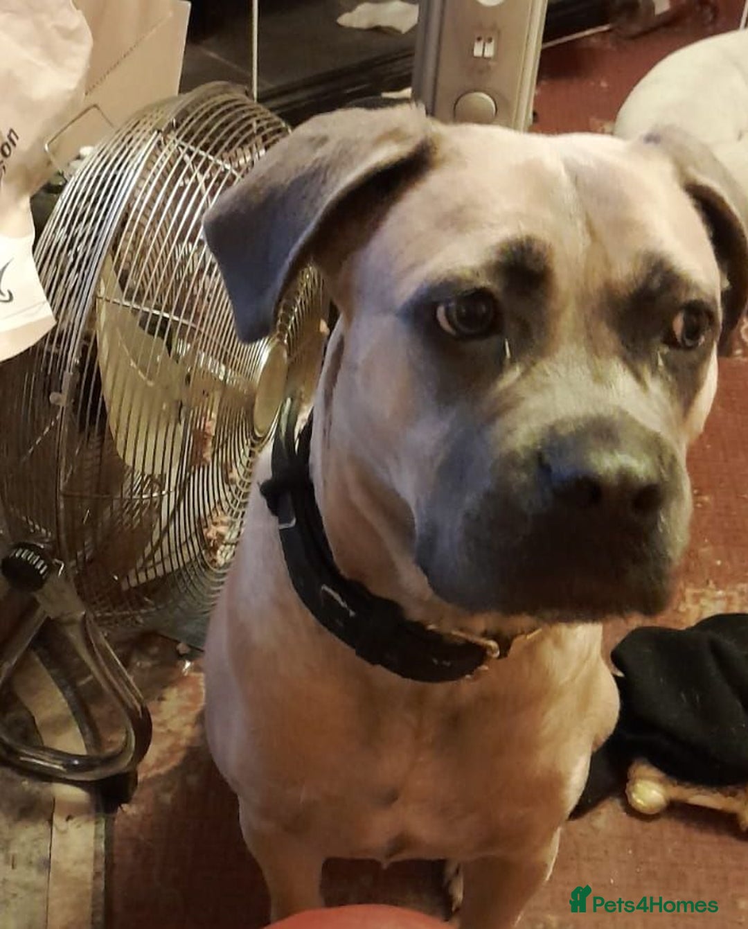 Mixed Breed dogs for sale:  Miss Suki - Advert 6