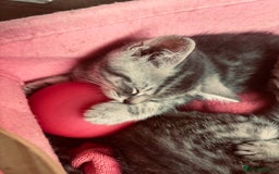 Brazilian Shorthair cats for sale: Silver tipped BSH *one girl left* - Image 8