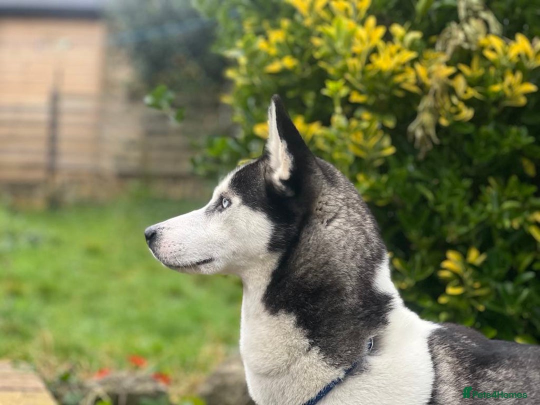 Siberian Husky dogs for sale: Two beautiful husky for rehoming  - Image 6